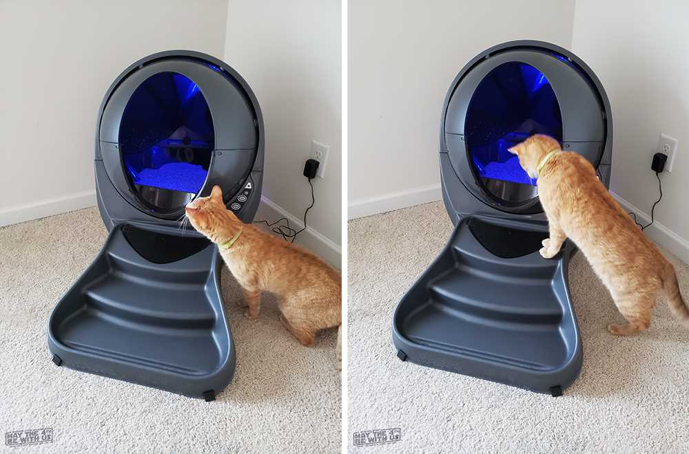 Evaluating Behavioral Differences Between Felines