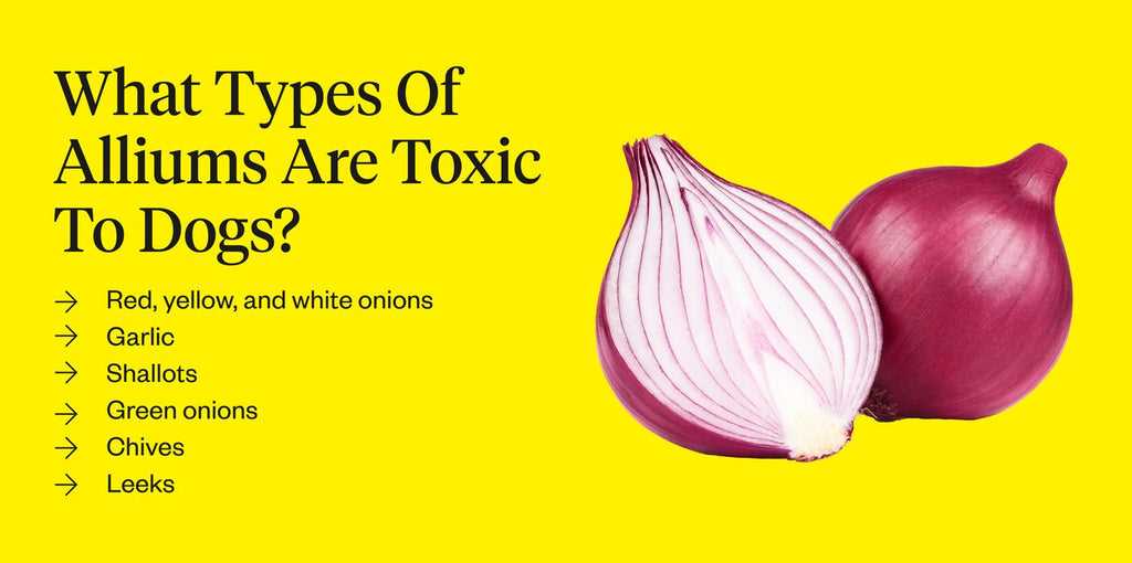 What to Do if Your Cat Eats Onion