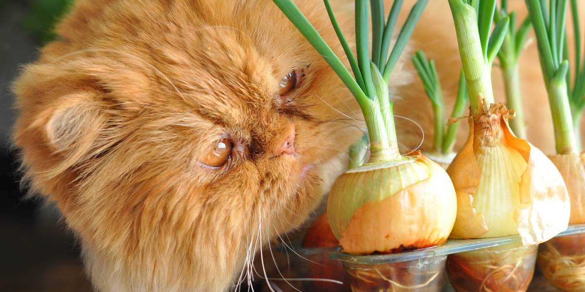 What to Do If Your Cat Ingests Onion Powder
