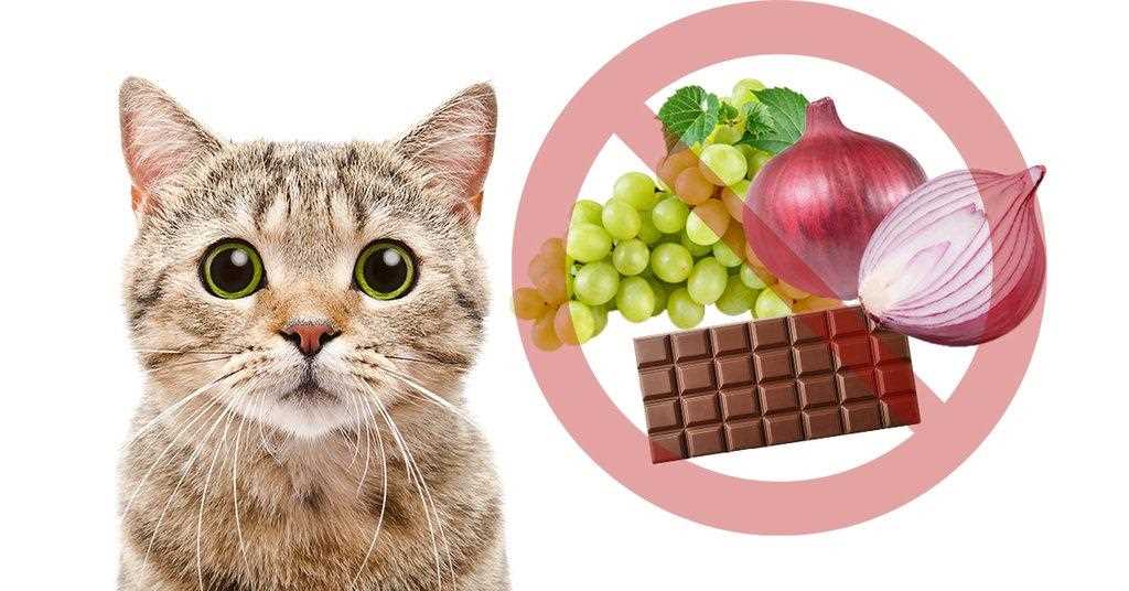 Understanding the Toxicity of Onion Powder for Cats