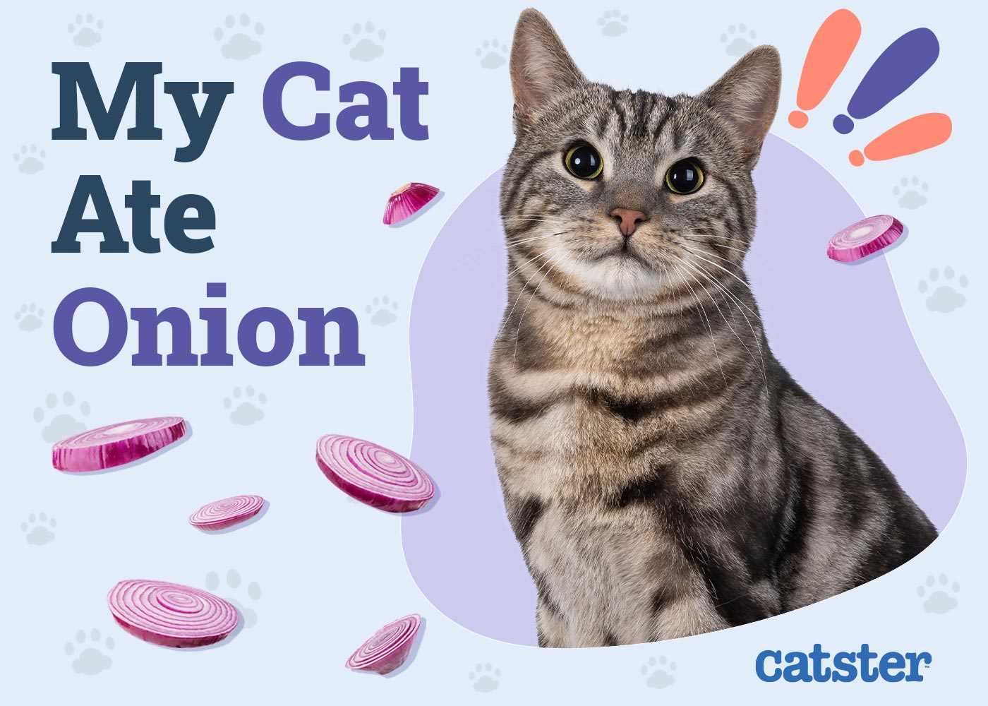 Safe Alternatives to Onion Powder for Cat Owners