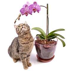Signs of Orchid Plant Poisoning in Cats and First Aid Measures