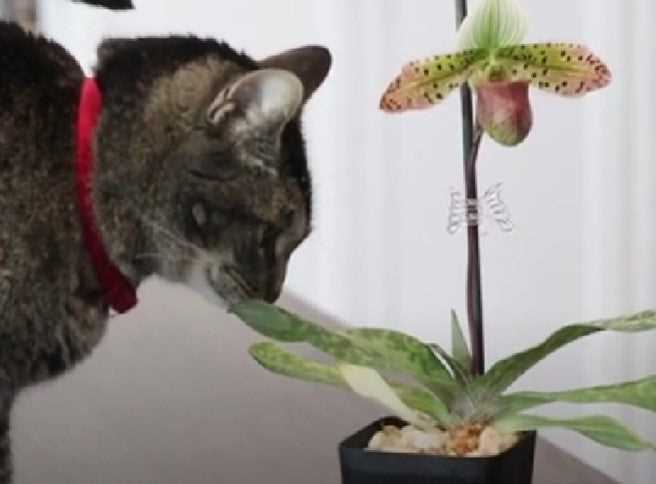 Identifying Non-Toxic Orchid Varieties for Pet Owners