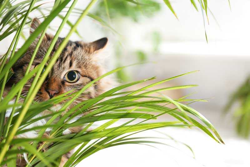 Potential Toxicity of Oregano for Felines