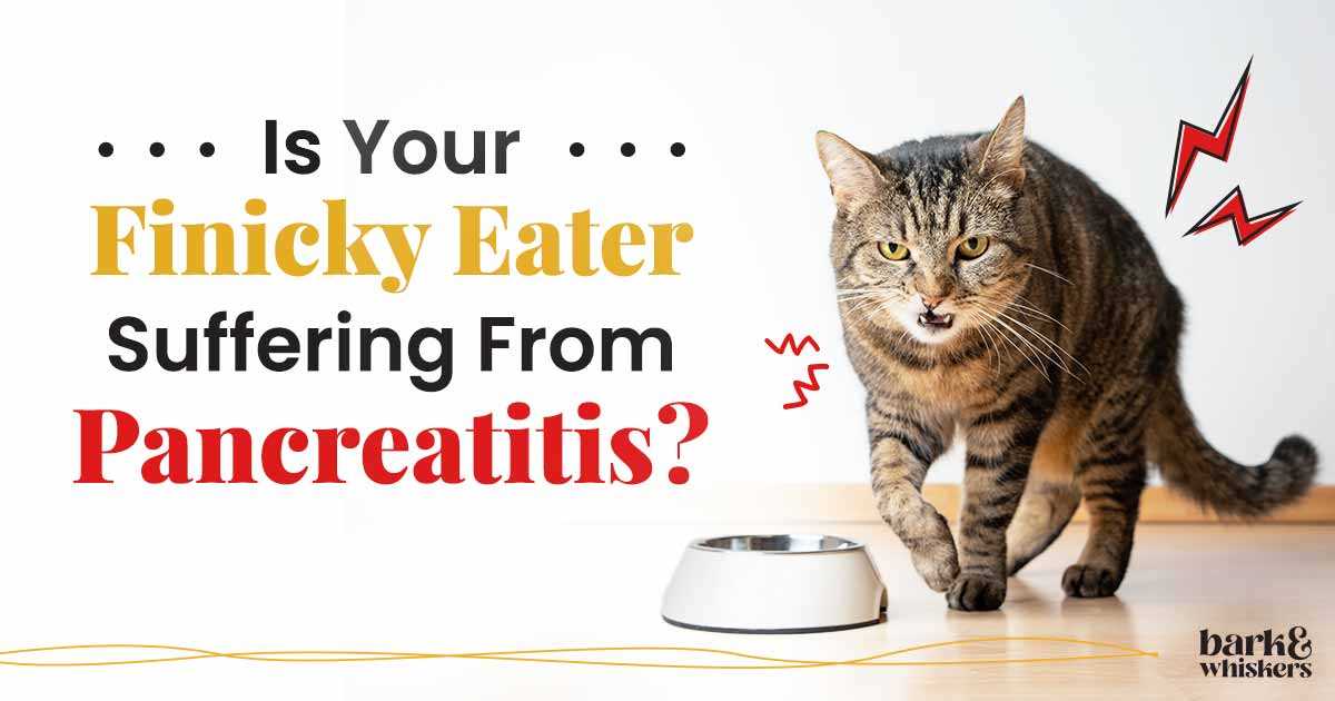 Current Treatment Options for Managing Pancreatitis in Cats