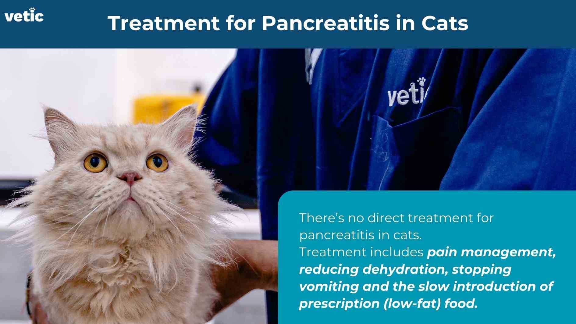 Long-term Care and Dietary Considerations for Felines with Pancreatic Issues