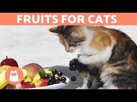How to Safely Introduce Papaya into Your Cat's Diet