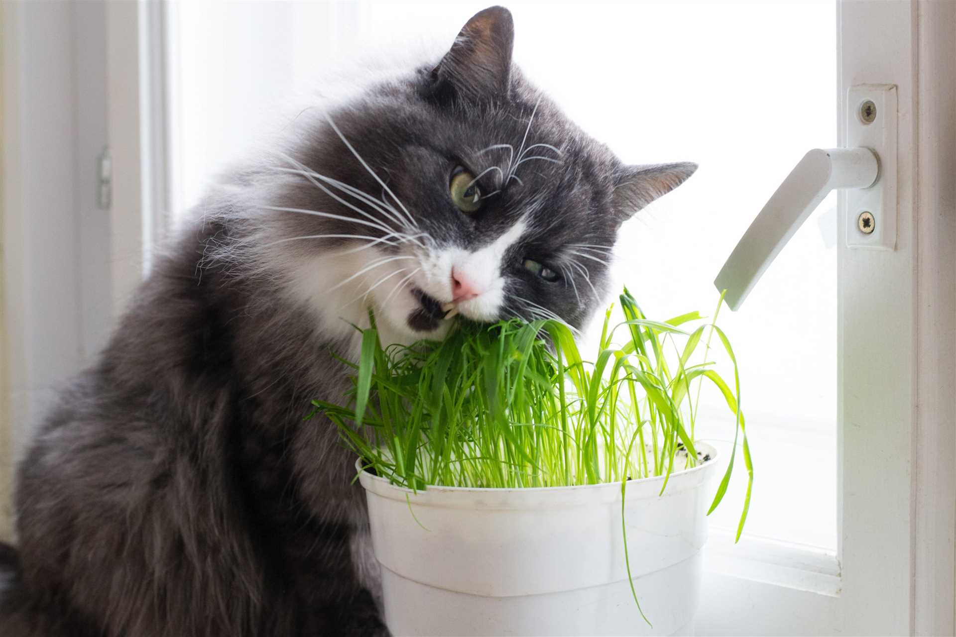 Symptoms of Parsley Poisoning in Cats