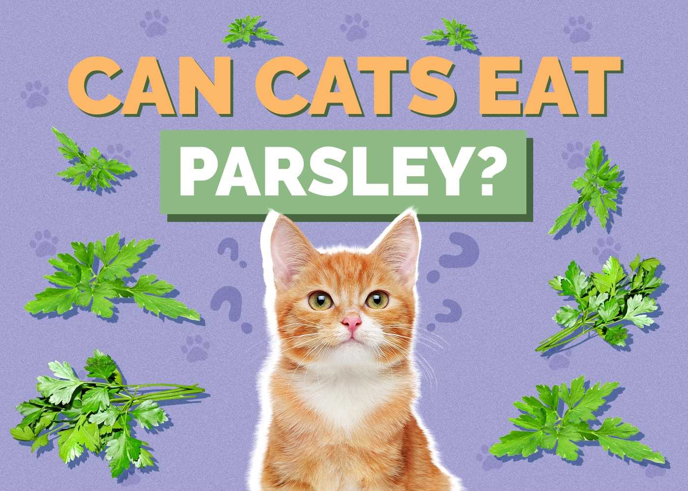 Risks and Toxicity: Is Parsley Safe for Feline Consumption?