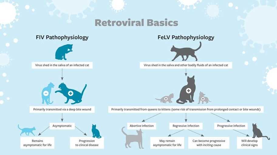 Preventive Measures to Protect Felines from Parvovirus