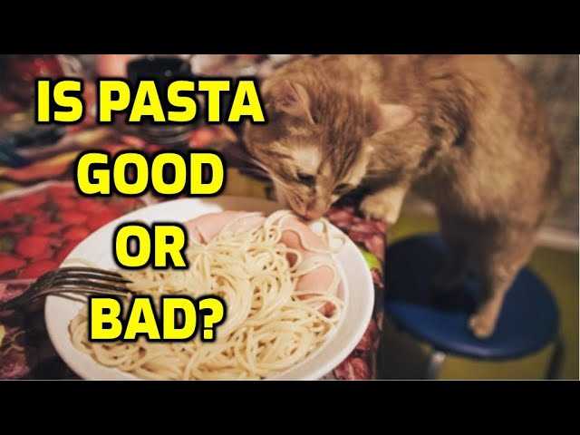 Potential Risks of Feeding Pasta to Cats