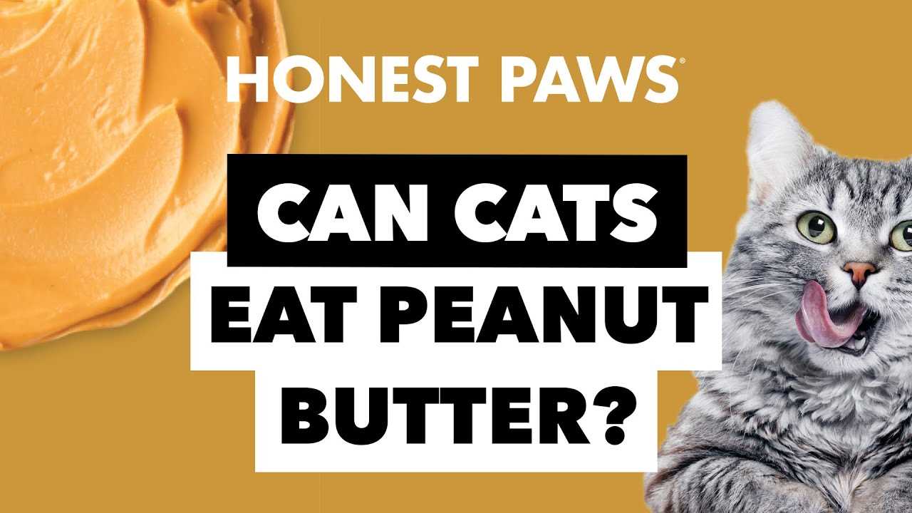 How to Safely Introduce a New Spread into Your Feline's Diet