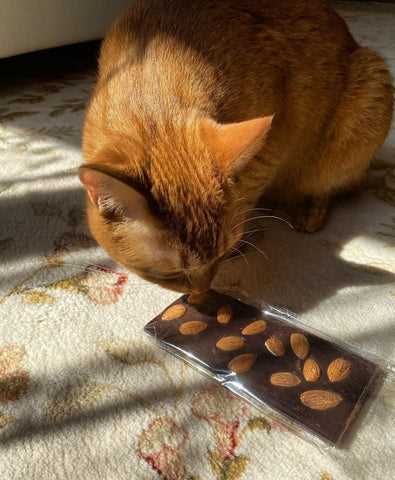 Identifying Safe Alternatives to Peanut Butter for Cat Treats