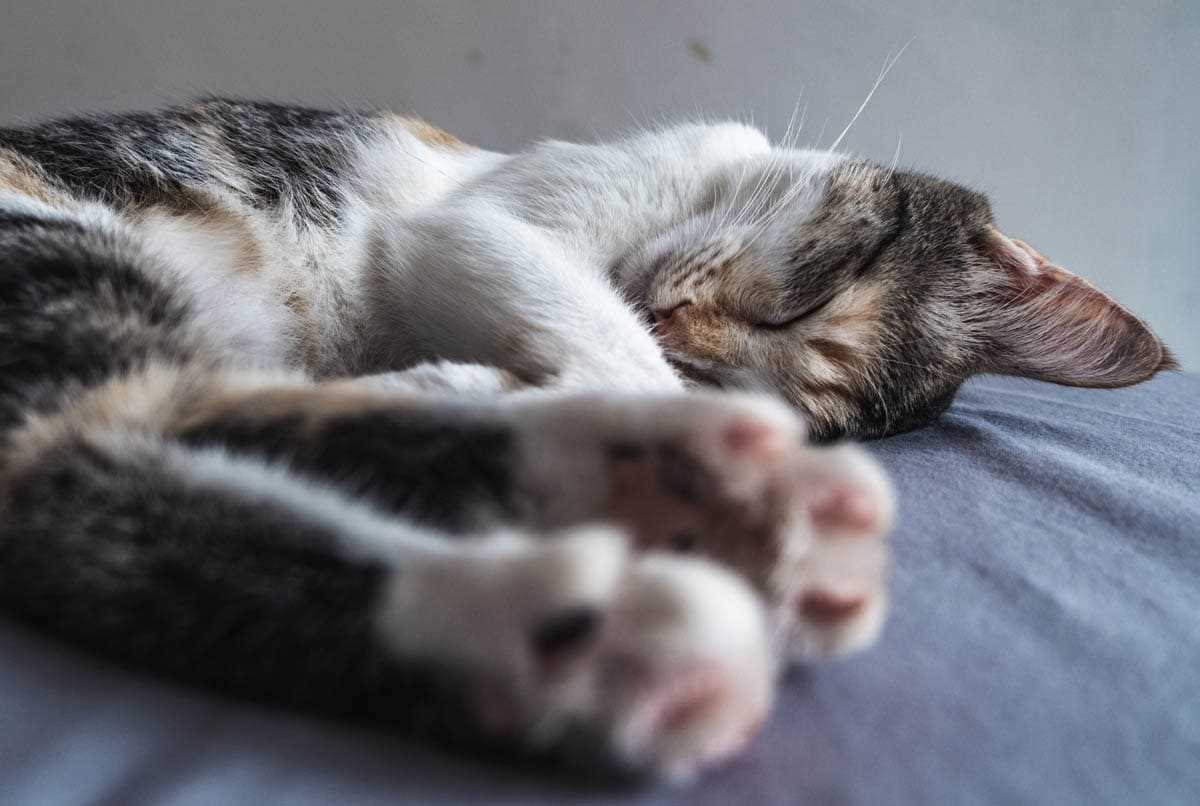 When to Consult a Veterinarian About Your Cat's Hydration
