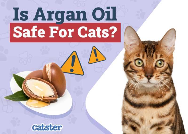 Signs of Dehydration in Cats