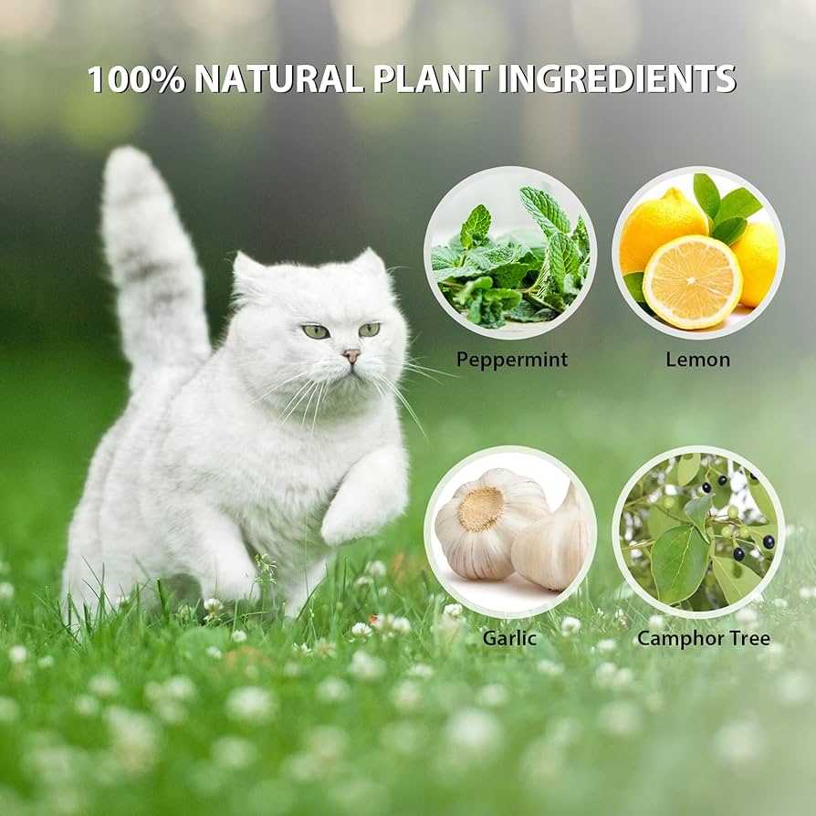 Symptoms of Peppermint Oil Poisoning in Cats