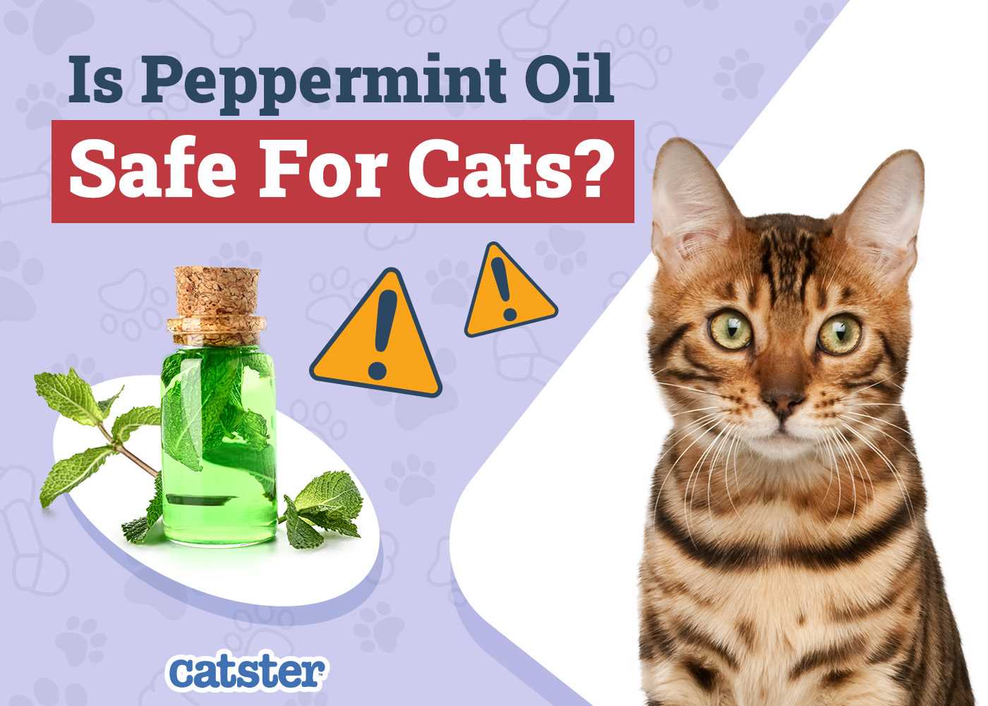 Symptoms of Peppermint Poisoning in Cats