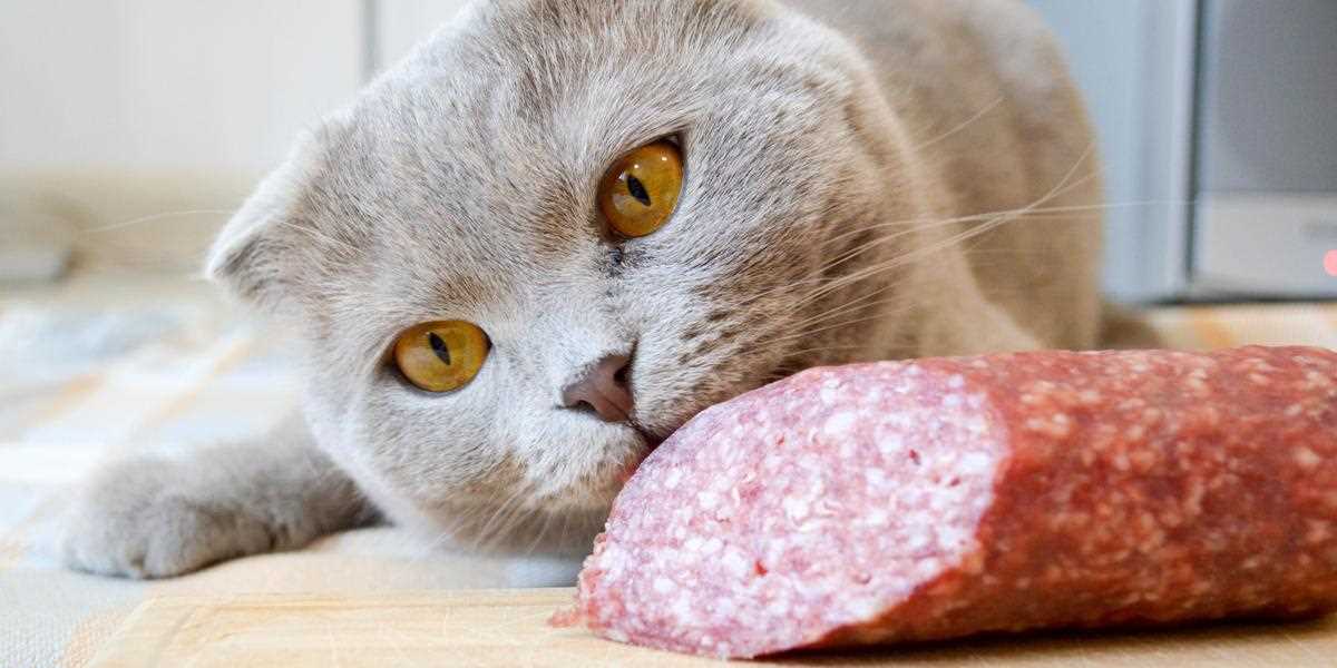 Potential Health Risks of Feeding Processed Meat Slices to Cats