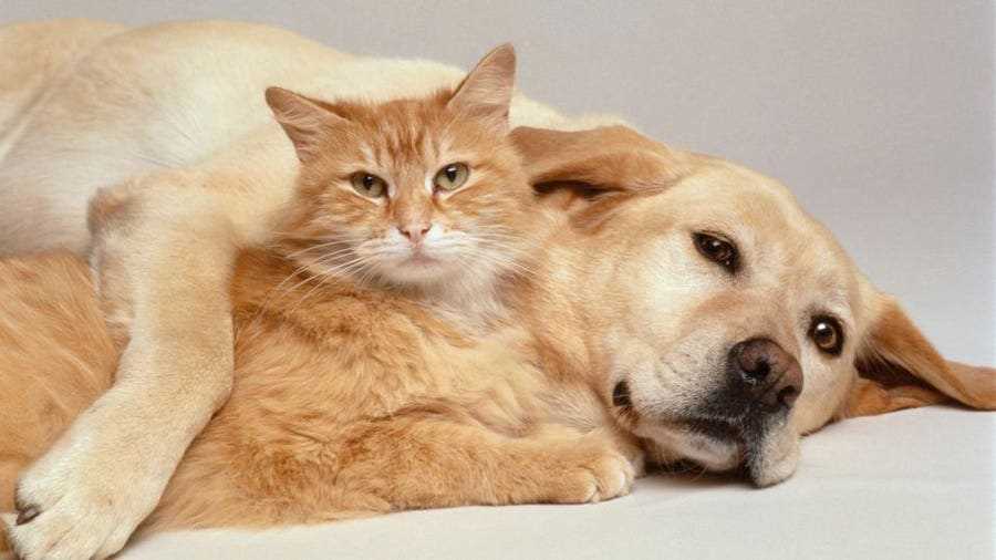 Analyzing Real-Life Case Studies of Senior Felines and Claims