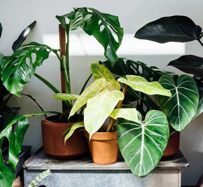 Identifying Symptoms of Philodendron Poisoning in Cats