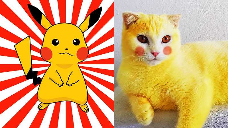 Is It a Feline?