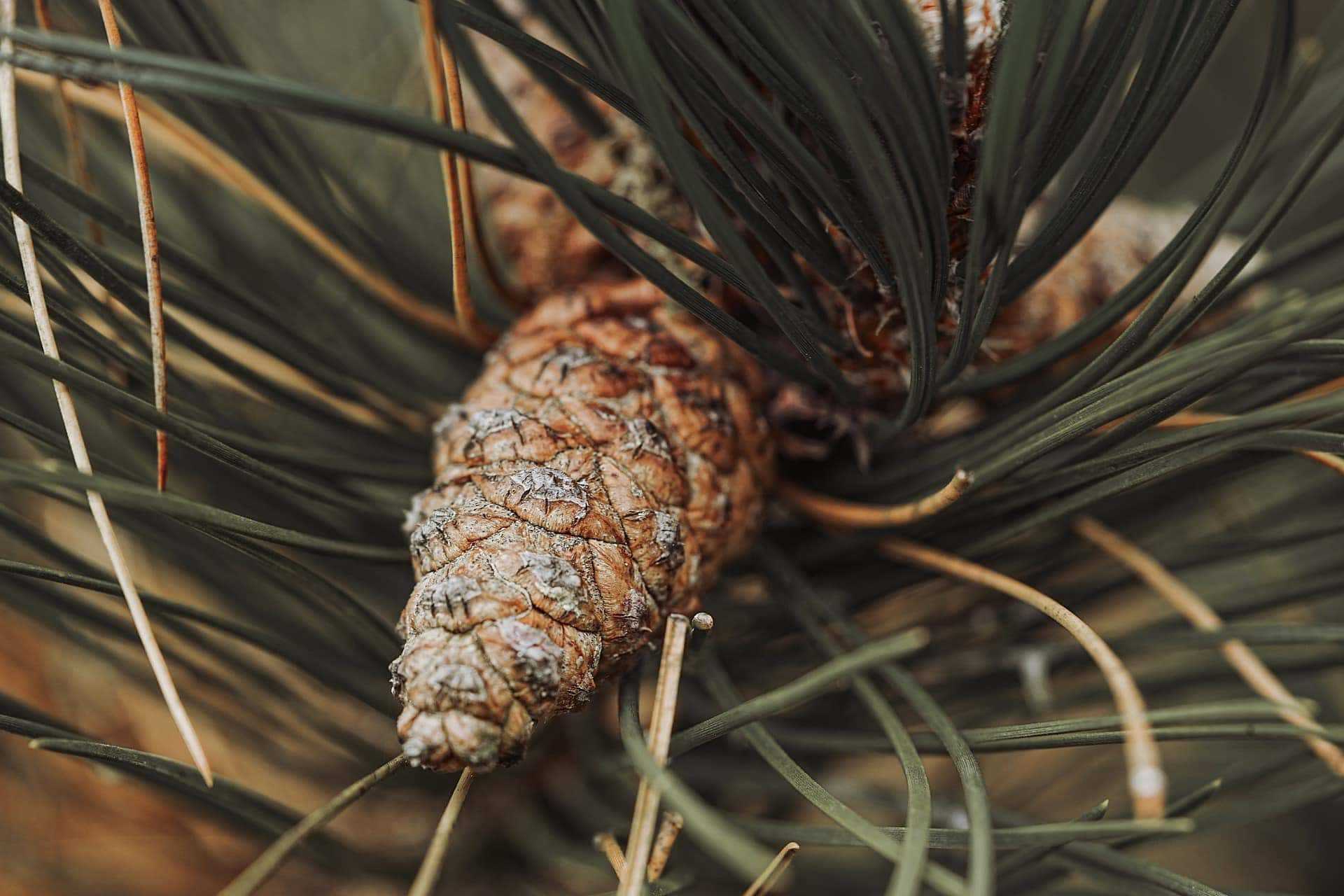 Understanding Tree Toxicity to Felines
