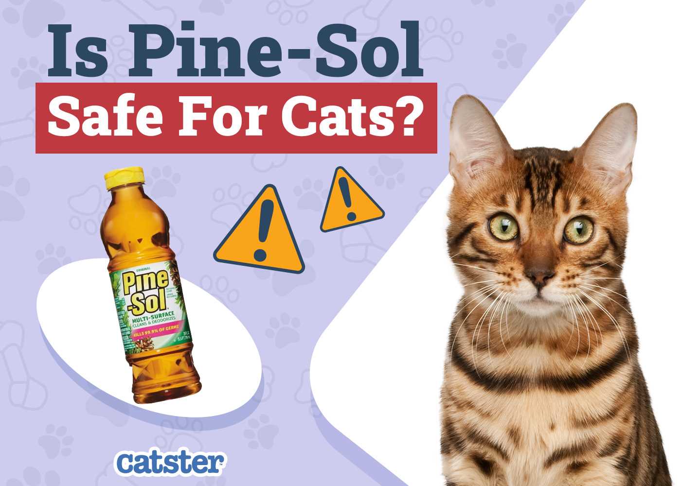 Understanding the Toxicity of Pine Scent for Cats