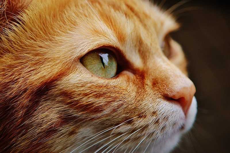 Treatment Options for Affected Felines and People