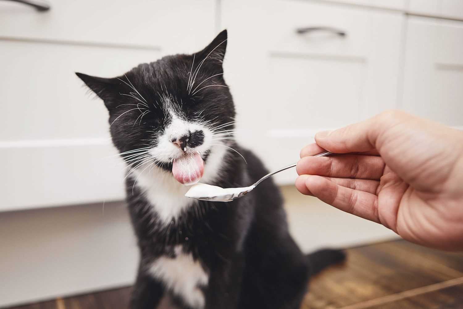 Potential Risks and Considerations of Feeding Dairy Products to Felines
