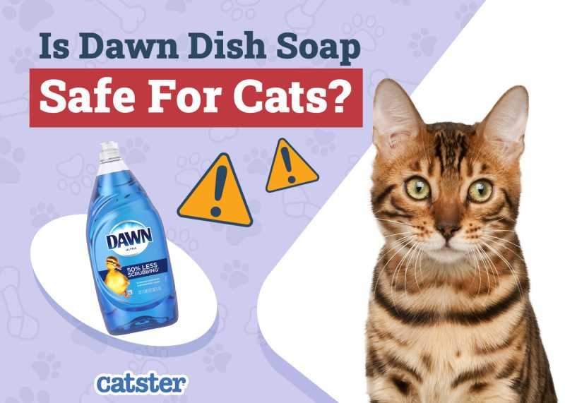 Best Practices for Washing Cat Dishes with Plant Based Soap