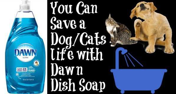 Ingredients to Avoid in Dish Soap for Cat Safety