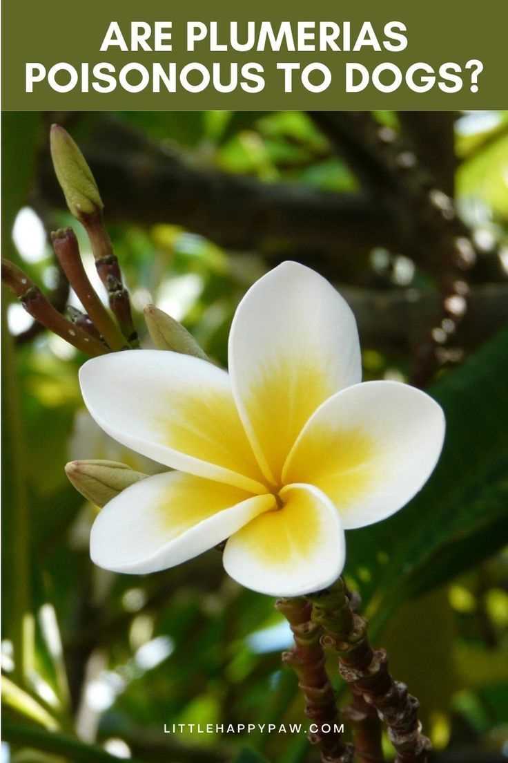 Steps to Take if Your Cat Ingests Plumeria