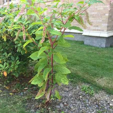 What to Do If Your Cat Consumes Pokeweed