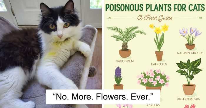 Preventive Measures and Treatments for Affected Felines