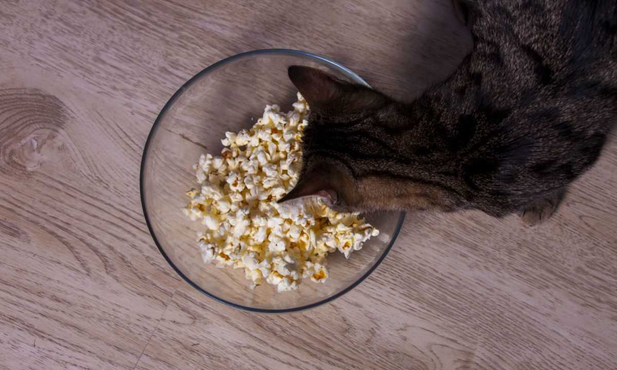 Safe Ways to Offer Snack to Your Feline Friend