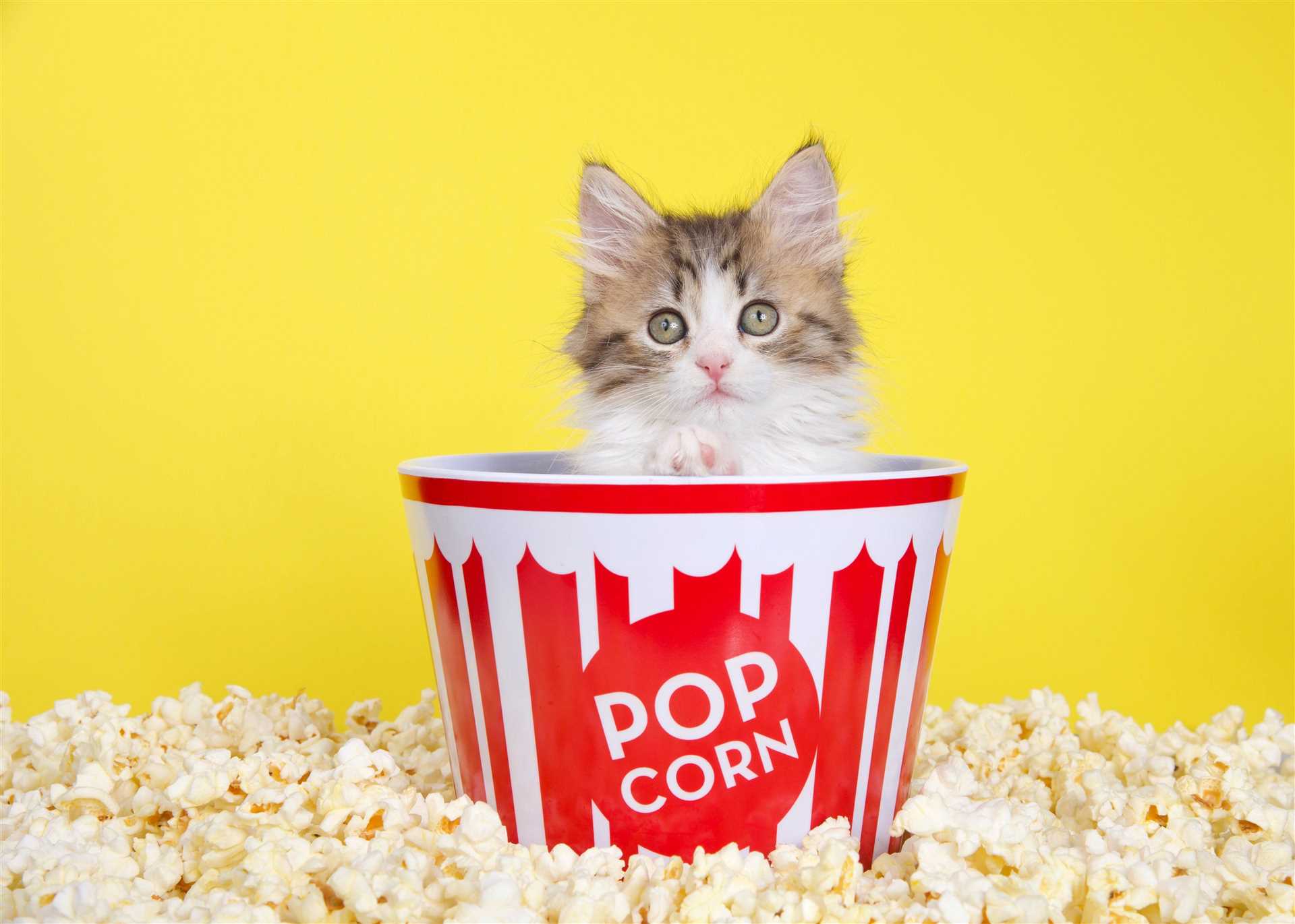 Potential Risks of Feeding Popcorn to Cats