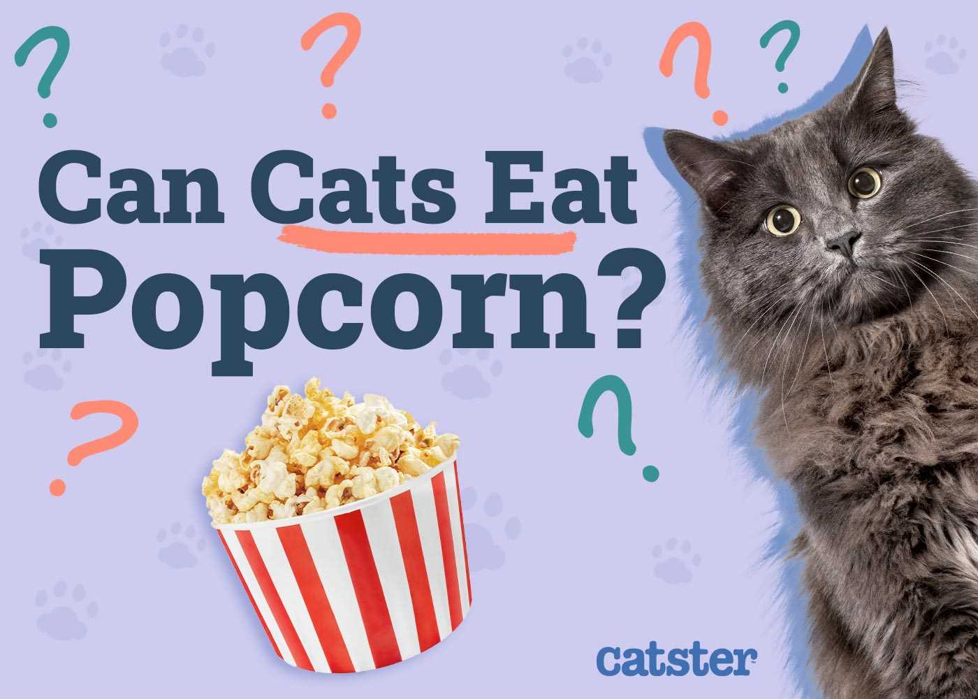Safe Alternatives to Treating Feline Friends