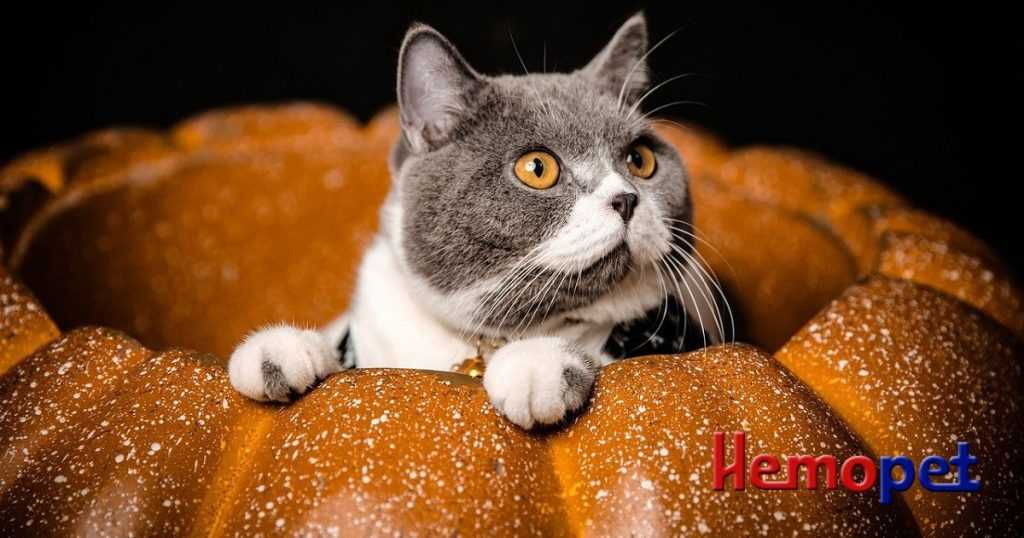 Recommended Serving Sizes of Pumpkin for Cats