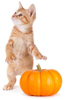 Is Pumpkin Good for Cats with Diarrhea?