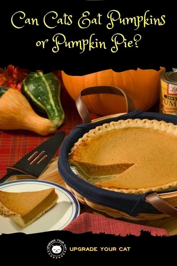 Understanding the Ingredients in Pumpkin Pie