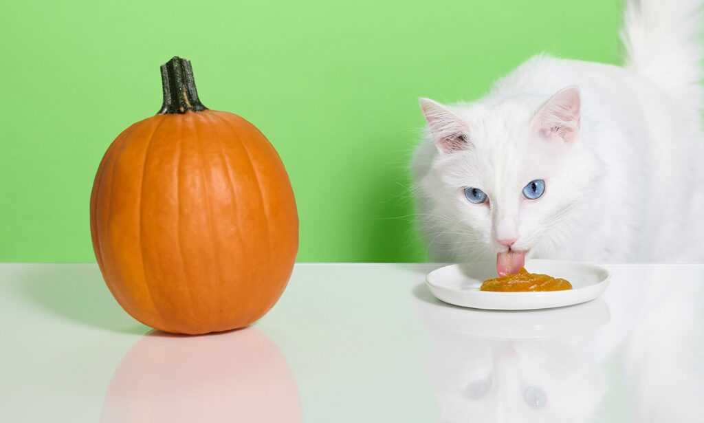Benefits of Adding Pumpkin