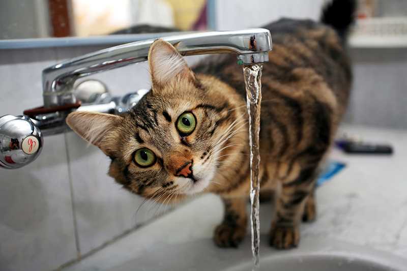 Comparing Purified Water with Tap and Bottled Water for Cats