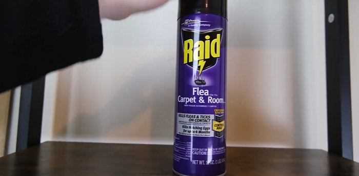 Is Raid Harmful to Cats