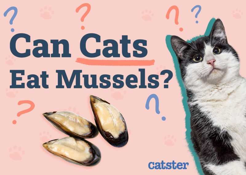 Safe Alternatives to Ranch Dressing for Cats