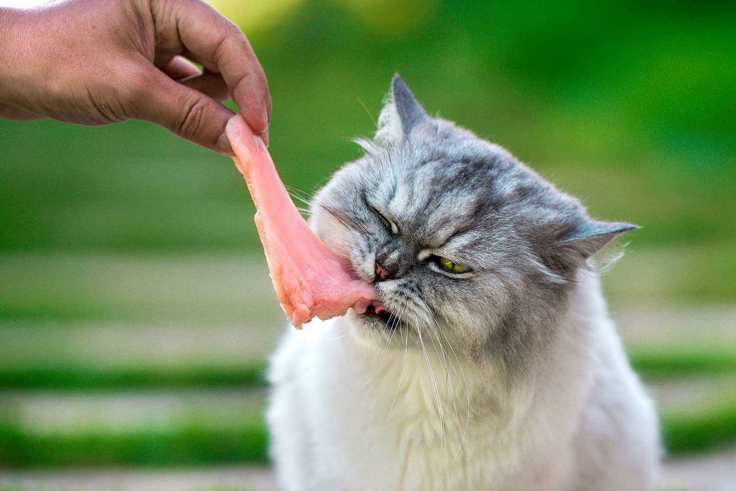 Potential Benefits of Feeding Raw Poultry to Felines