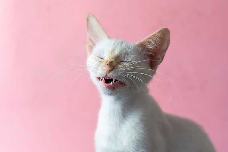 Managing and Reducing Reverse Sneezing in Cats