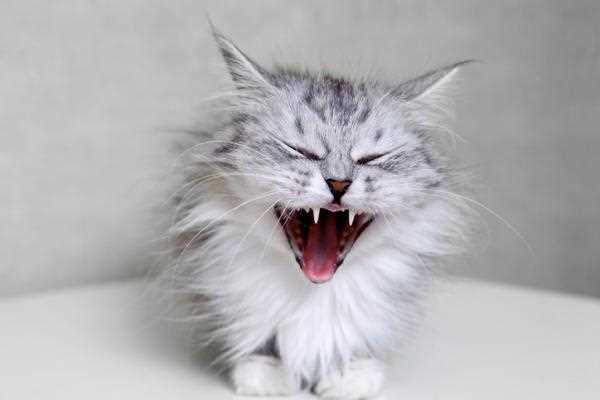 Understanding the Mechanism of Reverse Sneezing in Cats
