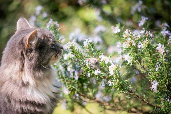 What to Do if Your Cat Ingests Rosemary