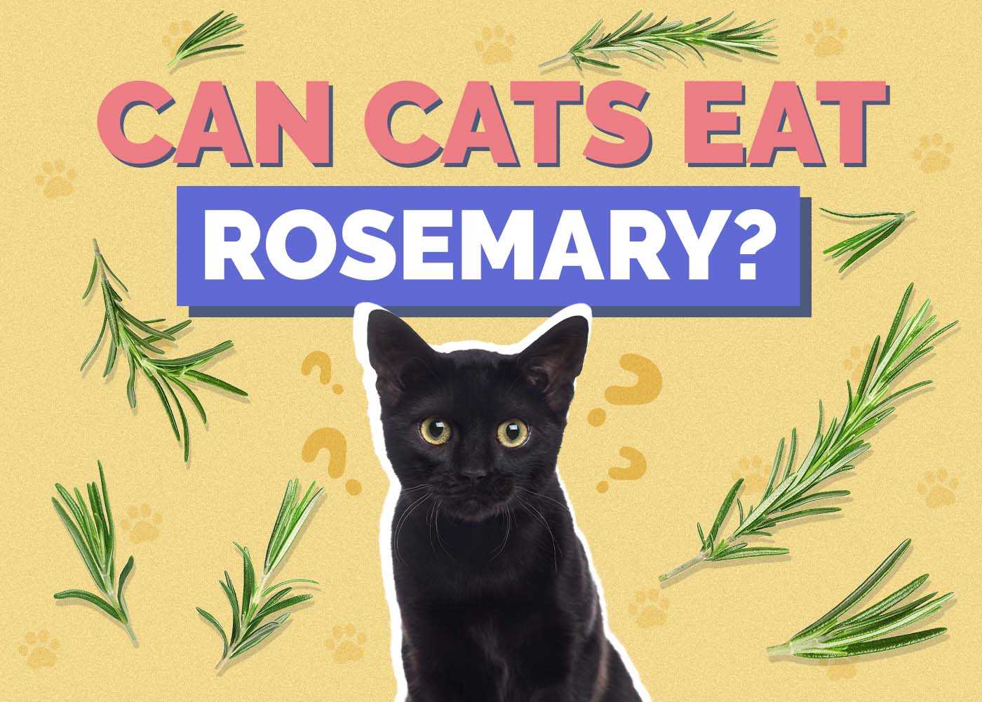 Potential Benefits of Rosemary for Cats