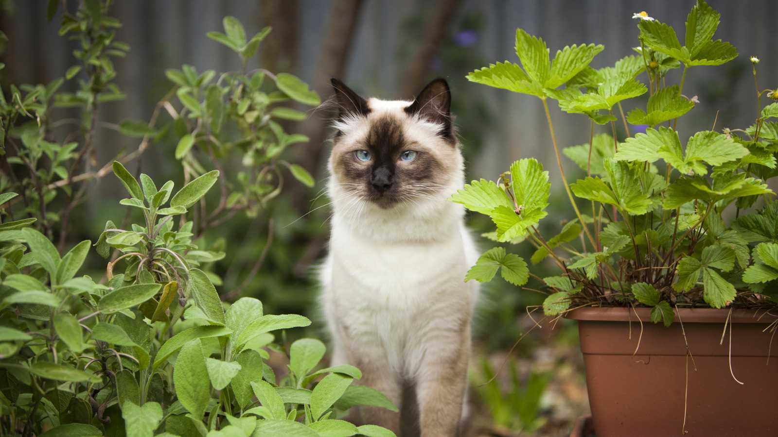 Potential Toxicity of Sage for Cats